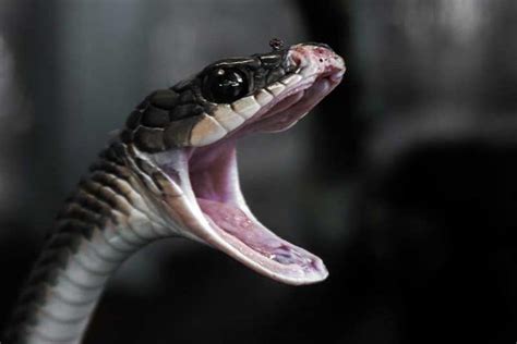 what snakes don't have teeth.